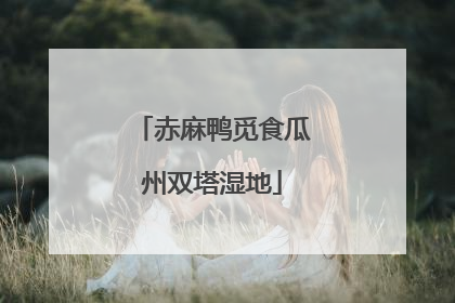 赤麻鸭觅食瓜州双塔湿地