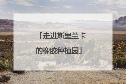 走进斯里兰卡的橡胶种植园