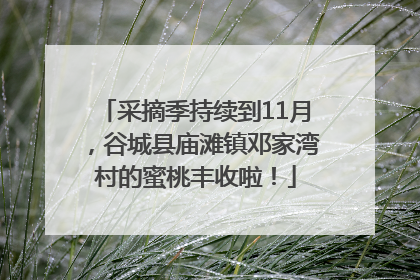 采摘季持续到11月，谷城县庙滩镇邓家湾村的蜜桃丰收啦！