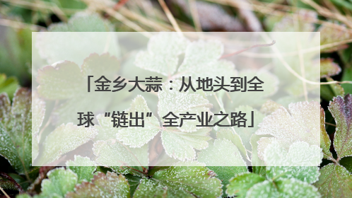 金乡大蒜：从地头到全球“链出”全产业之路