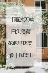 雨过天晴 白头鸟荷花池里找美食｜图集