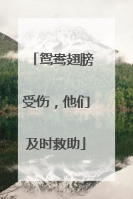 鸳鸯翅膀受伤，他们及时救助