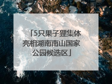5只果子狸集体亮相湖南南山国家公园候选区