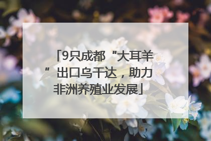 9只成都“大耳羊”出口乌干达，助力非洲养殖业发展